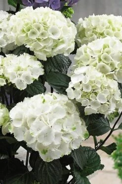Zebra Hydrangea - 3 Gallon Pot -Hydrangeas Zone Hydrangrea Zebra 12 1