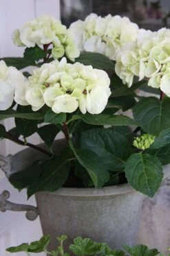 Zebra Hydrangea - 3 Gallon Pot -Hydrangeas Zone Hydrangrea Zebra 14 1