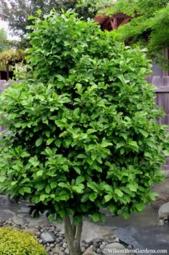 Ann Magnolia Tulip Tree - 3 Gallon Pot -Hydrangeas Zone Magnolia Ann 112 3