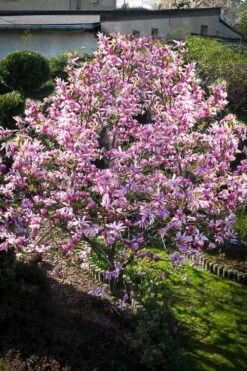 Betty Magnolia Tulip Tree - 3 Gallon Pot -Hydrangeas Zone Magnolia Betty 7 1