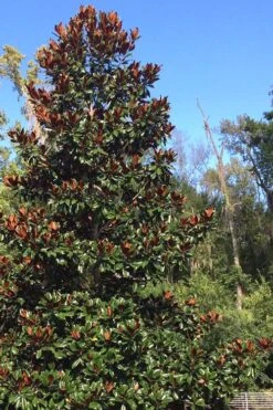 Brackens Brown Beauty Magnolia - 7 Gallon Pot (5-6') 12 Brackens Brown Beauty Magnolia - 7 Gallon Pot (5-6') -Hydrangeas Zone Magnolia Bracken Brown Beauty 500x750 1