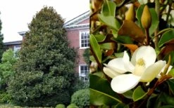 Brackens Brown Beauty Magnolia - 3 Gallon Pot -Hydrangeas Zone Magnolia Brackens Brown Beauty 1 1