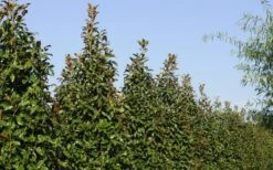 Brackens Brown Beauty Magnolia - 7 Gallon Pot (4-5') 15 Brackens Brown Beauty Magnolia - 7 Gallon Pot (4-5') -Hydrangeas Zone Magnolia Brackens Brown Beauty 6 5