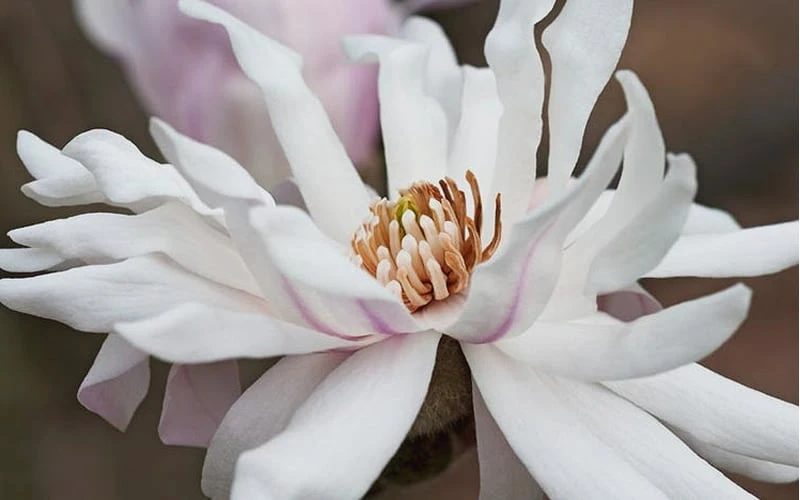 Centennial Star Magnolia - 1 Gallon Pot 7 Centennial Star Magnolia - 1 Gallon Pot - Image 6