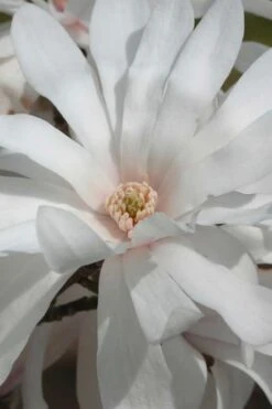 Centennial Star Magnolia - 1 Gallon Pot 15 Centennial Star Magnolia - 1 Gallon Pot -Hydrangeas Zone Magnolia Centennial 11 1