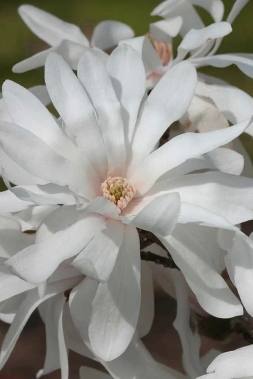Centennial Star Magnolia - 1 Gallon Pot 2 Centennial Star Magnolia - 1 Gallon Pot