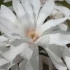 Centennial Star Magnolia - 3 Gallon Pot 1 Centennial Star Magnolia - 3 Gallon Pot -Hydrangeas Zone Magnolia Centennial 12