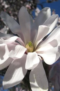Centennial Star Magnolia - 1 Gallon Pot 16 Centennial Star Magnolia - 1 Gallon Pot -Hydrangeas Zone Magnolia Centennial 13 1
