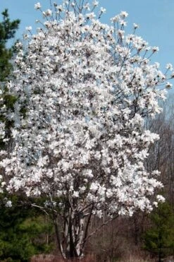 Centennial Star Magnolia - 1 Gallon Pot 12 Centennial Star Magnolia - 1 Gallon Pot -Hydrangeas Zone Magnolia Centennial 19 1