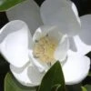 Claudia Wannamaker Southern Magnolia - 3 Gallon Pot 2 Claudia Wannamaker Southern Magnolia - 3 Gallon Pot -Hydrangeas Zone Magnolia Claudia Wannamaker 1 2