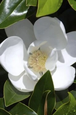 Claudia Wannamaker Southern Magnolia - 3 Gallon Pot