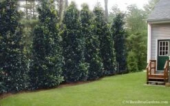 Claudia Wannamaker Southern Magnolia - 5 Gallon Pot 12 Claudia Wannamaker Southern Magnolia - 5 Gallon Pot -Hydrangeas Zone Magnolia Claudia Wannamaker 2 3