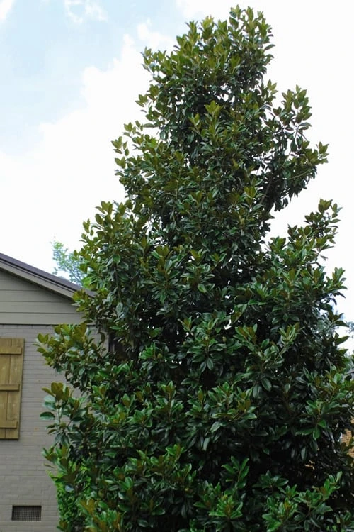 Claudia Wannamaker Southern Magnolia - 3 Gallon Pot 6 Claudia Wannamaker Southern Magnolia - 3 Gallon Pot - Image 4