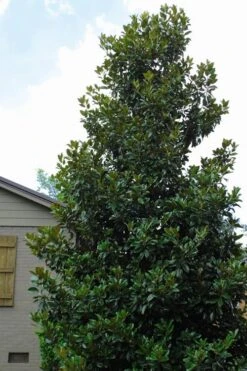 Claudia Wannamaker Southern Magnolia - 7 Gallon Pot (5-6') 11 Claudia Wannamaker Southern Magnolia - 7 Gallon Pot (5-6') -Hydrangeas Zone Magnolia Claudia Wannamaker 4