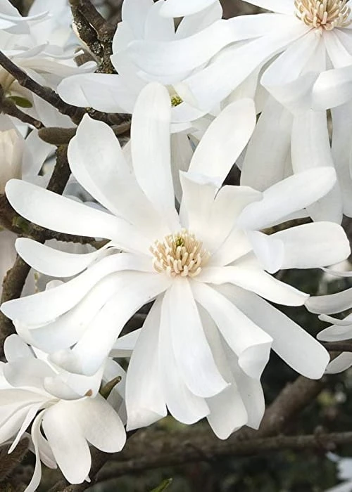 Royal Star Magnolia - 2 Gallon Pot 8 Royal Star Magnolia - 2 Gallon Pot - Image 7