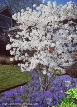 Royal Star Magnolia - 1 Gallon Pot 12 Royal Star Magnolia - 1 Gallon Pot -Hydrangeas Zone Magnolia Royal Star 12 2