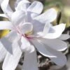 Royal Star Magnolia - 1 Gallon Pot -Hydrangeas Zone Magnolia Royal Star 13 2