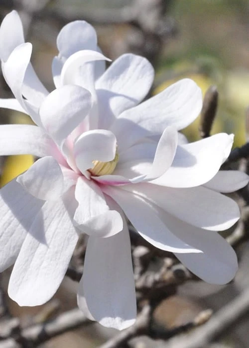 Royal Star Magnolia - 1 Gallon Pot 3 Royal Star Magnolia - 1 Gallon Pot