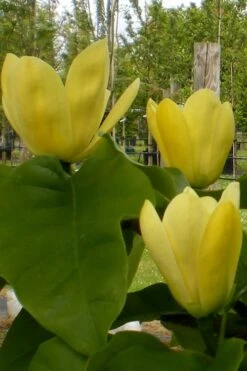 Yellow Bird Magnolia Tulip Tree - 1 Gallon Pot -Hydrangeas Zone Magnolia Yellow Bird 10 1
