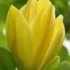 Yellow Bird Magnolia Tulip Tree - 1 Gallon Pot 1 Yellow Bird Magnolia Tulip Tree - 1 Gallon Pot -Hydrangeas Zone Magnolia Yellow Bird 13 1