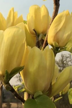 Yellow Bird Magnolia Tulip Tree - 1 Gallon Pot -Hydrangeas Zone Magnolia Yellow Bird 14 1