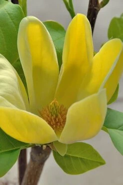 Yellow Bird Magnolia Tulip Tree - 3 Gallon Pot -Hydrangeas Zone Magnolia Yellow Bird 16