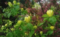 Yellow Bird Magnolia Tulip Tree - 3 Gallon Pot -Hydrangeas Zone Magnolia Yellow Bird 18
