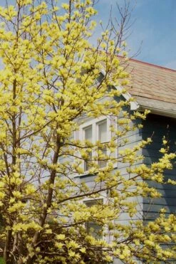 Yellow Bird Magnolia Tulip Tree - 1 Gallon Pot -Hydrangeas Zone Magnolia Yellow Bird 20 1