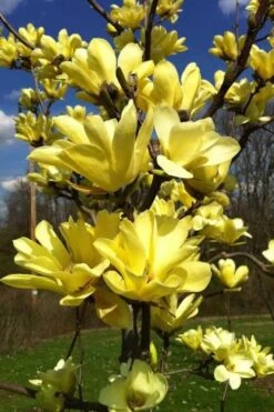 Yellow Bird Magnolia Tulip Tree - 3 Gallon Pot -Hydrangeas Zone Magnolia Yellow Bird 32