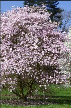 Centennial Blush Star Magnolia - 3 Gallon Pot -Hydrangeas Zone Magnolia stellata centennial blush 2