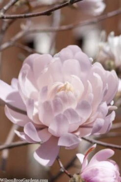 Centennial Blush Star Magnolia - 3 Gallon Pot -Hydrangeas Zone Magnolia stellata centennial blush 3