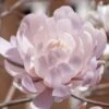 Centennial Blush Star Magnolia - 3 Gallon Pot -Hydrangeas Zone Magnolia stellata centennial blush 4