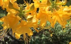 Admiral Semmes Native Azalea - Rhododendron - 3 Gallon Pot -Hydrangeas Zone Native Azalea Admiral Semmes 12