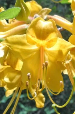 Admiral Semmes Native Azalea - Rhododendron - 3 Gallon Pot -Hydrangeas Zone Native Azalea Admiral Semmes 500x750 1