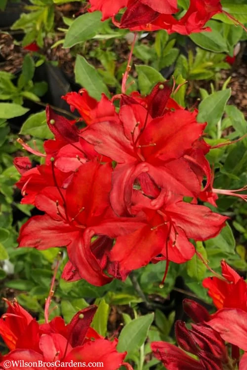 Augies Red Aromi Azalea (Rhododendron Hybrid) - 3 Gallon Pot 3 Augies Red Aromi Azalea (Rhododendron Hybrid) - 3 Gallon Pot