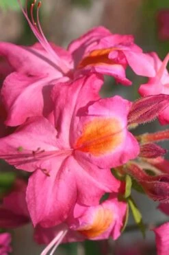 Country Cousin Pink Aromi Azalea (Rhododendron Hybrid) - 1 Gallon Pot -Hydrangeas Zone Native Azalea Country Cousin 3 1