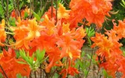 Frontier Gold Aromi Azalea (Rhododendron Hybrid) - 3 Gallon Pot -Hydrangeas Zone Native Azalea Frontier Gold 4
