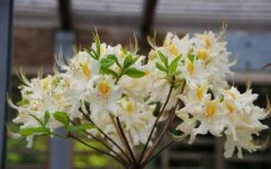 High Tide Aromi Azalea (Deciduous Rhododendron Hybrid) - 1 Gallon Pot -Hydrangeas Zone Native Azalea High Tide 2 1