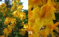 King's Wizard Aromi Azalea (Rhododendron Hybrid) - 3 Gallon Pot 9 King's Wizard Aromi Azalea (Rhododendron Hybrid) - 3 Gallon Pot -Hydrangeas Zone Native Azalea Kings Wizard 4 1