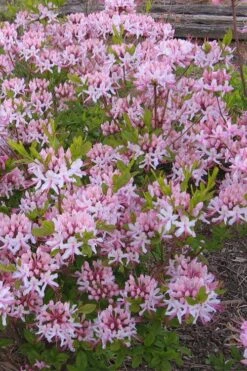 Pinxterbloom Azalea (Rhododendron Periclymenoides) - 3 Gallon Pot -Hydrangeas Zone Native Azalea Pinxterbloom 1