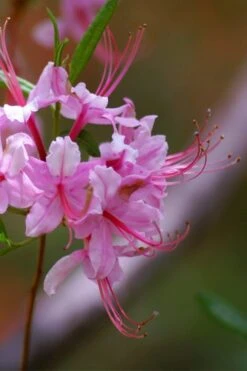 Pinxterbloom Azalea (Rhododendron Periclymenoides) - 3 Gallon Pot -Hydrangeas Zone Native Azalea Pinxterbloom 10