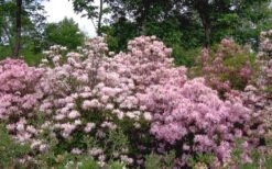 Pinxterbloom Azalea (Rhododendron Periclymenoides) - 3 Gallon Pot -Hydrangeas Zone Native Azalea Pinxterbloom 11