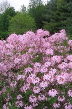 Pinxterbloom Azalea (Rhododendron Periclymenoides) - 3 Gallon Pot -Hydrangeas Zone Native Azalea Pinxterbloom 3