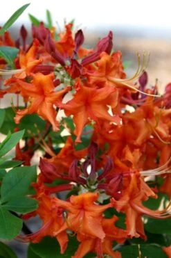 Red Pepper Aromi Azalea (Rhododendron Hybrid) - 3 Gallon Pot -Hydrangeas Zone Native Azalea Red Pepper 1