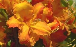 Solar Glow Sunbow Azalea - 2 Gallon Pot -Hydrangeas Zone Native Azalea Solar Glow 2