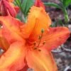 Solar Glow Sunbow Azalea - 3 Gallon Pot 2 Solar Glow Sunbow Azalea - 3 Gallon Pot -Hydrangeas Zone Native Azalea Solar Sunglow 1 1