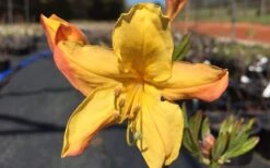 Spring Fanfare Aromi Azalea (Rhododendron Hybrid) - 3 Gallon Pot -Hydrangeas Zone Native Azalea Spring Fanfare 3