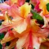 Tallulah Sunrise Native Azalea (Rhododendron) - 3 Gallon Pot -Hydrangeas Zone Native Azalea Tallulah Sunrise 20