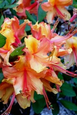 Tallulah Sunrise Native Azalea (Rhododendron) - 1 Gallon Pot 17 Tallulah Sunrise Native Azalea (Rhododendron) - 1 Gallon Pot -Hydrangeas Zone Native Azalea Tallulah Sunrise 21