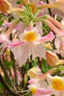 Touch Of Pink Aromi Azalea (Rhododendron Hybrid) - 3 Gallon Pot -Hydrangeas Zone Native Azalea Touch Of Pink 2